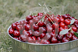 Bowl with ripe juicy red cherries in the garden in summer