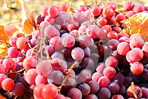 Bowl of ripe purple grapes and dry leaves