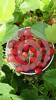 Bowl of red strawberries in green garden