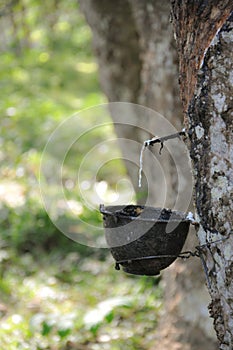 Bowl for rubber tapping