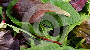 Bowl of salad leaves