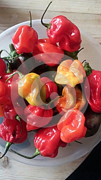 Bowl Of Scotch Bonnet Chillies