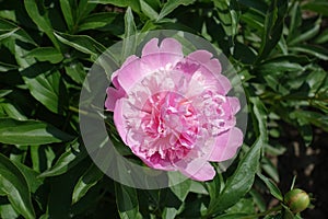 Bowl-shaped pink flower of common peony in mid May