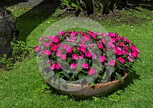 Bowl shaped plantar full of dark pink impatiens Walleriana flowers in Camogli, Italy photo