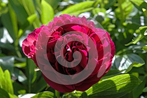 Bowl shaped red Peony flower