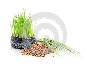 Bowl with sprouted wheat grass, grains and spikelets on white background