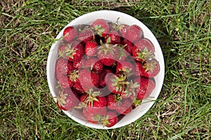 Bowl with strawberries on a grass