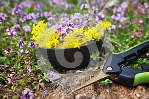 Bowl of thyme and sedum medicinal herbs, garden scissors on a meadow outdoors. photo