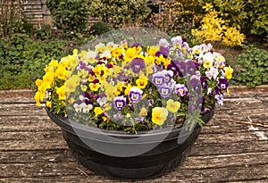 Bowl of Violas photo