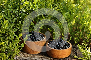 Bowls of delicious bilberries on stump outdoors