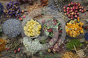Bowls of dry medicinal herbs - lavender, coneflower, marigold, rose, Helichrysum, healthy moss and lichen. Healing herbs photo