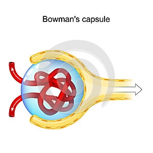 Bowman`s Capsule Structure. renal corpuscle anatomy