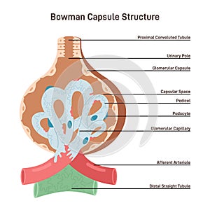 Bowman's capsule structure. Renal corpuscle filtering blood from urine.