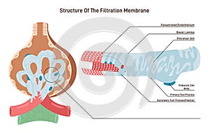 Bowman's capsule' filtration membrane structure. Renal corpuscle photo