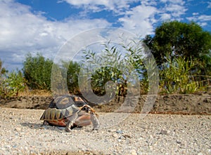 Bowsprit / Angulate tortoise