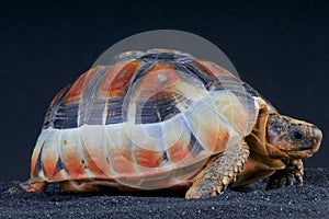 Bowsprit tortoise / Chersina angulata photo
