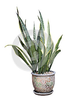 Bowstring Hemp, Devil Tongue, Mother-in-lawâ€™s Tongue or Snake Plant in pot isolated on white background.