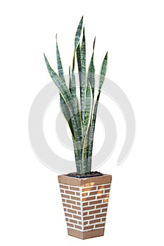 Bowstring Hemp, Devil Tongue, Mother-in-lawâ€™s Tongue or Snake Plant in pot isolated on white background.