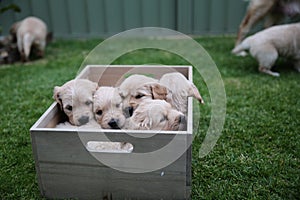 A box of tired Labrador puppies -  6 adorable cute claustrophobic puppies squished in a box photo