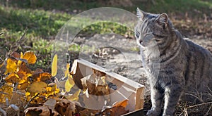 Box of autumn leaves and gray cat