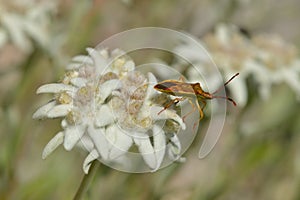 Box bug on a mountain flower
