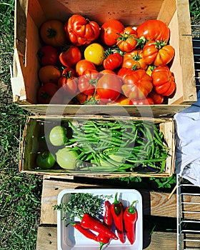 box of colored tomatoes, garden, green beans, small zucchini, harvest from the garden, yellow tomatoes, peppers,