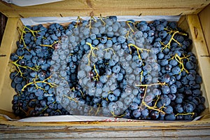 Box of colorful blue grapes sold in bulk at street market