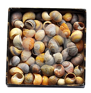 Box full of seashells