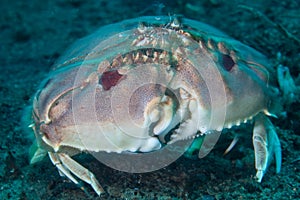 Box Crab on Black Sand