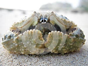 Box crab photo