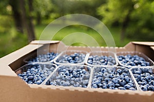 Box or crate with collected fresh blueberries. Berries agriculture business