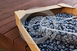 Box or crate with collected fresh blueberries. Berries agriculture business