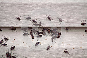 Box Elder Bug Infestation on House photo