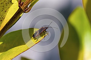 Box Elder Bug  817023