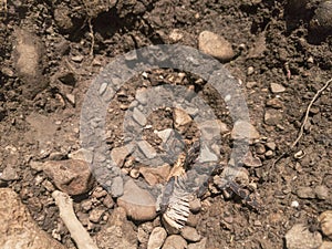 Box Elder bugs crawling on rocks