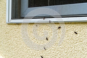 Box Elder bugs swarm and infest the siding of a house in the fall