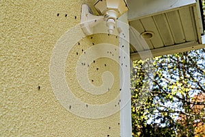 Box Elder bugs swarm and infest the siding of a house in the fall - selective focus