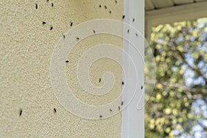 Box Elder bugs swarm and infest the siding of a house in the fall - selective focus