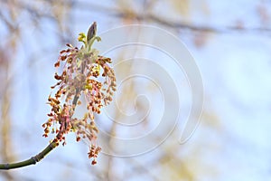 Male flowers of Box Elder Acer negundo in springtime, long stamens hanging from branch