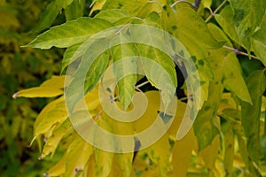 Box Elder tree autumn leaves detail splotchy yellow green Acer Negundo, aceraceae family