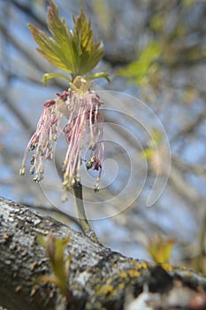 Box Elder Tree Flowers