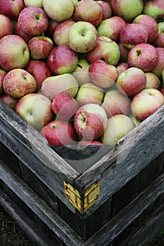 Box of Fresh Apples After Rain