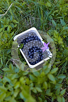 A box of fresh blueberries in the nature. Vaccinium myrtillus fuits in the wild