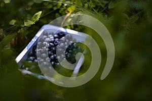 A box of fresh blueberries in the nature. Vaccinium myrtillus fuits in the wild