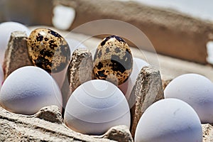 Box of fresh quail eggs with speckled shell with chicken eggs