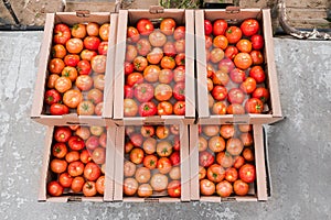 Box of Fresh ripe red tomatoes. Organic vegetables, small local farm, farming concept. Fresh crops, tomato harvest