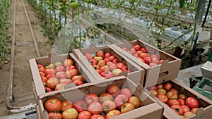 Box of Fresh ripe red tomatoes. Organic vegetables, small local farm, farming concept. Fresh crops, tomato harvest