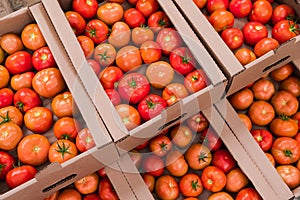 Box of Fresh ripe red tomatoes. Organic vegetables, small local farm, farming concept. Fresh crops, tomato harvest