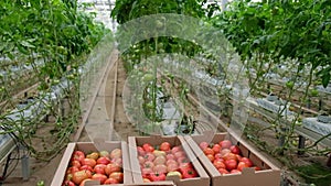 Box of Fresh ripe red tomatoes. Organic vegetables, small local farm, farming concept. Fresh crops, tomato harvest