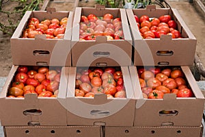 Box of Fresh ripe red tomatoes. Organic vegetables, small local farm, farming concept. Fresh crops, tomato harvest